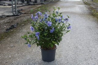 Pot 15L hauteur moyenne 60/80 cm (hors pot)