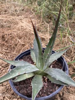 Pot 2L Hauteur 16 cm (hors pot)