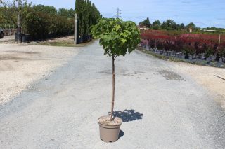 Pot 10L hauteur moyenne 100 cm (hors pot)