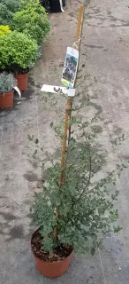 Chêne liège (Quercus suber) — jeune arbuste en pot avec tuteur et étiquette · Pot 3L Baliveau