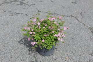 Pot 7.5L