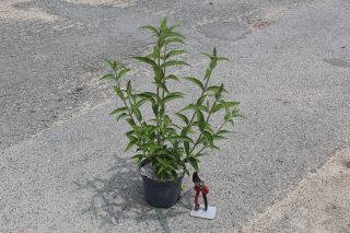 Pot 3L