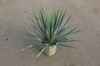 Pot 3.5L