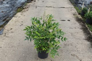 Pot 7.5L
