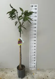 Cerisier burlat — jeune arbre en pot devant toise graduée · Pot 15L Tige
