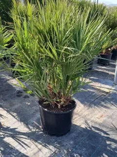 Palmier nain (Chamaerops humilis) — feuillage vert dense dressé dans un pot noir · Pot 35L
