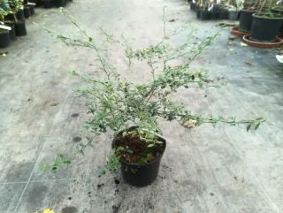 Citronnier caviar 'Jaune' (Citrus australasica) — jeune arbuste épineux en pot de culture · Pot 5L Tige