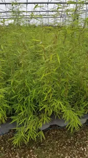Bambou 'Campbell' (Fargesia robusta) — jeunes cannes dressées au feuillage fin serré · Pot 3L Touffe