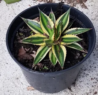 Agave 'Quadricolor' (Agave lophanta) — rosette compacte panachée dans un pot noir · Pot 2.5L
