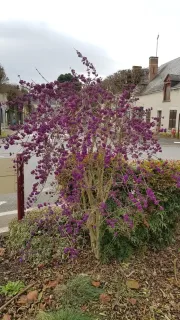 Arbre aux bonbons (Callicarpa bodinieri) — arbuste aux nombreuses baies violettes en massif urbain · Pot 3L Touffe