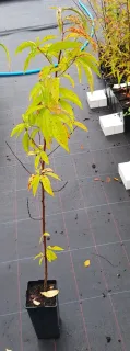 Pêcher franc 'Missour' (Prunus persica) — jeune arbre élancé au feuillage clairsemé · Pot 2L