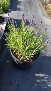 Lavande 'Anna' (Lavandula angustifolia) — touffe dense aux épis floraux violets en pot · Pot 2.5L Touffe