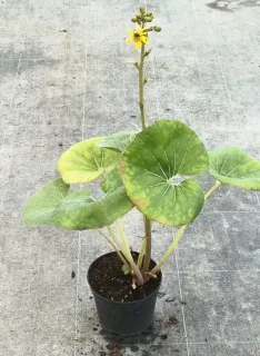Plante panthère géante 'Gigantea' (Farfugium japonicum) — plante avec grandes feuilles rondes et tige fleurie · Pot 2.5L