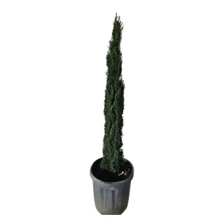 Cyprès méditerranéen 'totem' (Cupressus sempervirens) — jeune conifère très élancé en pot plastique · Pot 10L