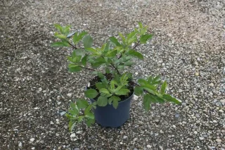 Arbre au poivre 'Blue daniel searle' (Vitex agnus) — jeune arbuste ramifié au feuillage vert en pot · Pot 3L