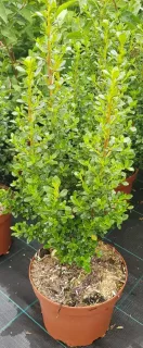 Escallonia 'Coccinea' (Escallonia compacta) — jeune arbuste dense au feuillage vert brillant · Pot 3L Touffe