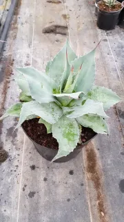 Agave à feuilles ovales 'Vanzie' (Agave ovatifolia) — rosette de feuilles épaisses gris vert en pot · Pot 8L