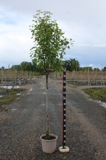 Pot 15L Formé en demi-tige (tige 130 cm) – Hauteur 175/200 cm (hors pot)