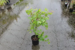 Érable du japon 'Asahi zuru' (Acer palmatum) — jeune arbuste en pot sur sol mouillé · Pot 3L