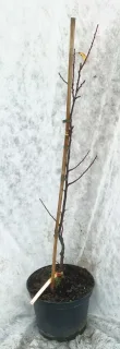 Prunier friar — jeune tige ligneuse tuteurée aux branches nues · Pot 8L Baliveau