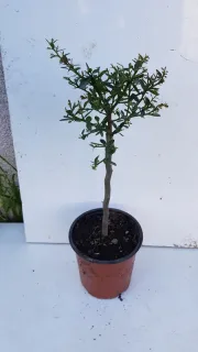 Citronnier caviar 'Vert' (Citrus australasica) — jeune arbuste dressé en pot de pépinière · Pot 1.5L Tige