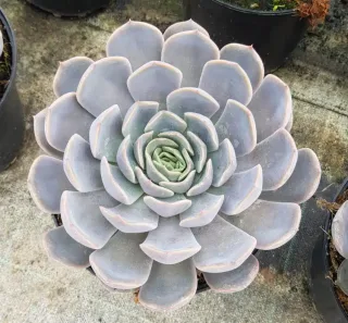 Echeveria 'Orion' — succulente en rosette grise vue de dessus · Pot 2.5L