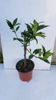 Kumquattier rond 'Meiwa' (Citrus fortunella) — jeune agrume sur tige en pot plastique · Pot 1.5L Tige