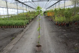 Vigne 'De table centennial seedless' (Vitis vinifera) — jeune plant grimpant tuteuré au centre d’une serre · Pot 5L
