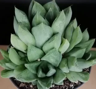 Succulente (Haworthia cymbiformis) — rosette serrée de feuilles charnues vert clair · Pot 1.5L