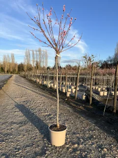 Pot 15L Formé en demi-tige (tige 130 cm) – Hauteur 175/200 cm (hors pot)