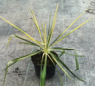 Yucca 'Golden sword' (Yucca flaccida) — jeune plant graphique aux longues feuilles panachées · Pot 2.5L