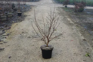 Pot 10L hauteur moyenne 80/100 cm (hors pot)