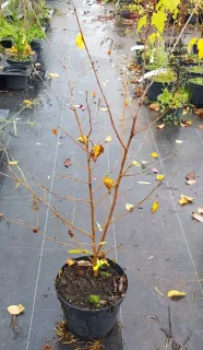 Mûrier blanc (Morus alba) — jeune arbuste caduc en pot de pépinière · Pot 3L Touffe