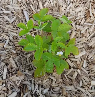 Fraisier des bois (Fragaria vesca) — jeune plant vert sur paillage de copeaux bois · Godet