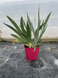 Iris d'allemagne 'Jaune et rouge cuivre' (Iris germanica) — jeune plant vert en pot rose sur bâche · Pot 25L
