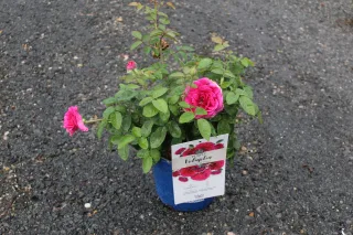 Pot 3L