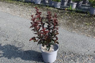 Pot 3L