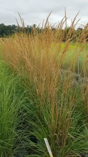 Calamagrostide 'Karl Forester' (Calamagrostis acutiflora) — grandes touffes de graminées dorées en massif · Pot 8L Touffe