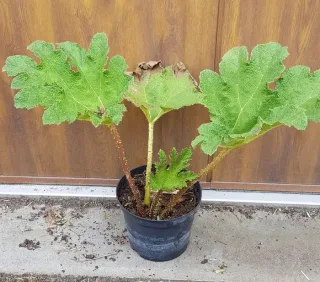 Rhubarbe géante (Gunnera manicata) — jeune plant à grandes feuilles vertes texturées · Pot 3L