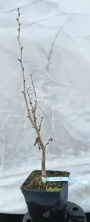 Noisetier de byzance (Corylus colurna) — jeune plant ligneux en pot de pépinière · Pot 2.5L Touffe