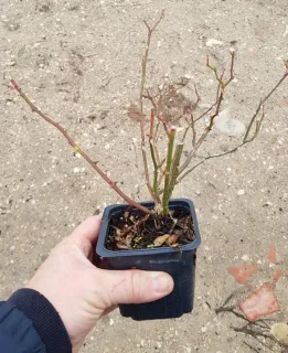 Rosier couvre-sol 'Pretty fairy' (Rosa) — main tenant jeune plant nu en pot plastique · Godet