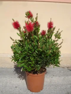 Rince-bouteille (Callistemon laevis) — arbuste dense en pot avec épis rouges · Pot 10L