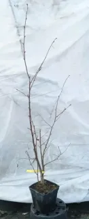 Noisetier 'Geante des halles' (Corylus avellana) — jeune arbuste à branches nues attaché en bas · Pot 2.5L
