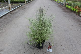 Pot 3L