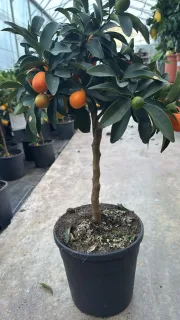 Pot 5L Formé sur courte tige, hauteur totale 40/60 cm (hors pot)