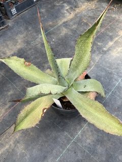 Pot 2L Hauteur 25 cm (hors pot)