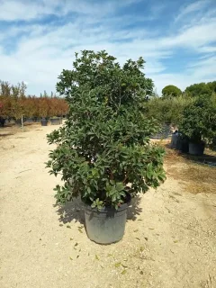 Osmanthe à feuilles de houx (Osmanthus aquifolium) — arbuste dense en pot sur terrain de pépinière · Pot 50L