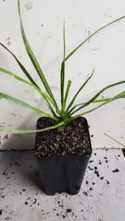 Yucca Rostrata — jeune plant étroit aux longues feuilles dressées · Godet