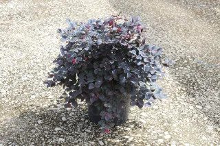 Pot 7.5L