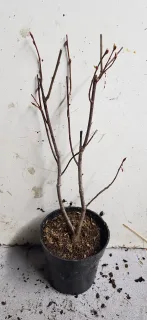Aronie à gros fruit 'Hugin' (Aronia melanocarpa) — jeune arbuste à rameaux nus en pot noir · Godet